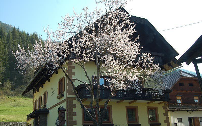 Haus Garz Apartment ไวส์เซินซี ภายนอก รูปภาพ